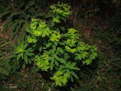 Euphorbia hyberna