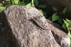 Plestiodon finitimus