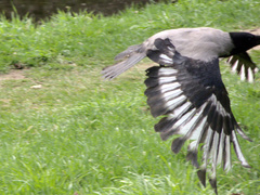 Corvus cornix