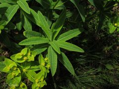 Euphorbia hyberna