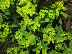 Euphorbia hyberna