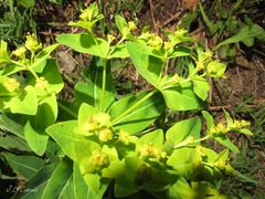 Euphorbia hyberna