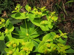 Euphorbia hyberna