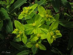 Euphorbia hyberna