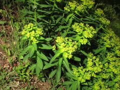 Euphorbia hyberna