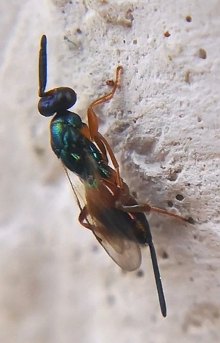 Torymus nobilis