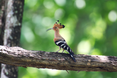 Upupa epops longirostris