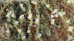 Convolvulus secundus