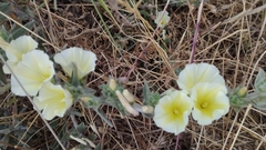 Convolvulus secundus