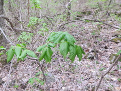 Euonymus maximowiczianus