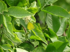 Eurema andersoni
