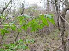 Euonymus maximowiczianus