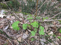 Filipendula glaberrima