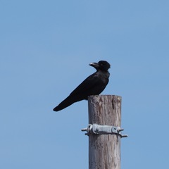 Corvus macrorhynchos