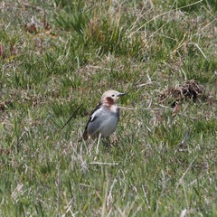 Agropsar philippensis