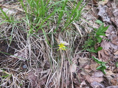 Gagea hiensis