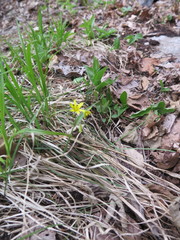 Gagea hiensis