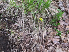 Gagea hiensis