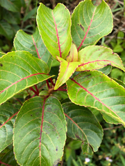 Perrottetia sandwicensis