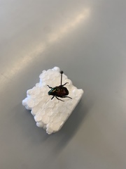 Popillia japonica