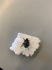 Popillia japonica