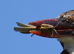 Eyprepocnemis plorans