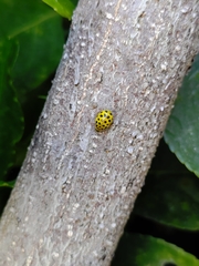 Psyllobora vigintiduopunctata