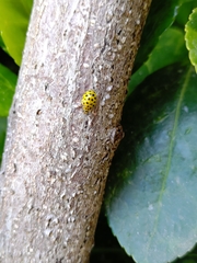 Psyllobora vigintiduopunctata