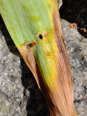 Pyrrhocoris apterus
