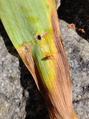 Pyrrhocoris apterus