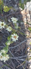 Euchaetis longibracteata