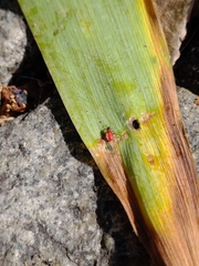 Pyrrhocoris apterus