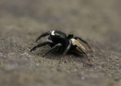 Evarcha albaria