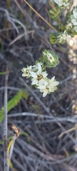 Euchaetis longibracteata