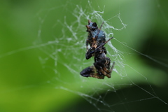 Cyclosa octotuberculata