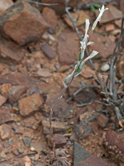 Haworthia herbacea