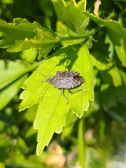 Halyomorpha halys