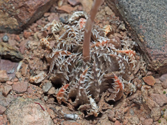 Haworthia herbacea