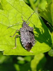 Halyomorpha halys