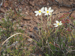 Moraea radians