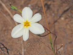 Moraea radians