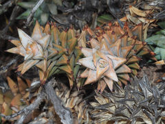 Astroloba rubriflora