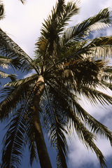 Acanthophoenix rubra