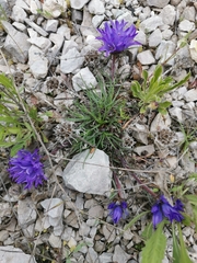 Edraianthus tenuifolius