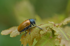 Labidostomis longimana