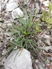 Edraianthus tenuifolius