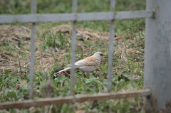 Turdus pilaris