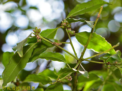 Symplocos setchuensis