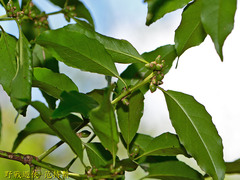 Symplocos setchuensis