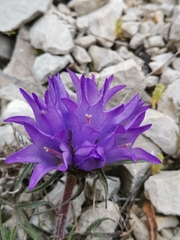 Edraianthus tenuifolius